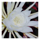 Recherche de floraison posters Blanc