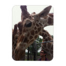 Recherche de girraffe magnets Toute personne