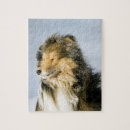 Recherche de chien berger shetland Animal familier