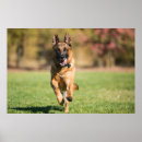 Recherche de chiot de berger allemand posters Mignonette