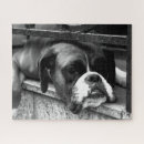 Zoek naar boxer puzzels Hoektand