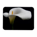 Recherche de flower magnete Plant