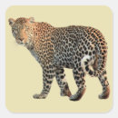 Recherche de panthera autocollants Prédateur