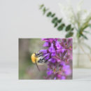 Recherche de bourdon cartes postales Pollinisateurs