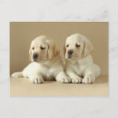 Recherche de chien endormi posters Portrait