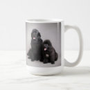 Recherche de chiot de terre neuve tasses Mignon