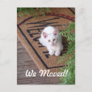 Recherche de le petit chat blanc Animal