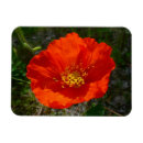 Recherche de fleurs de pavot magnets Fleur sauvage