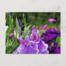 Zoek naar japanse iris briefkaarten Natuur