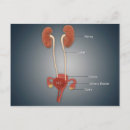 Recherche de vagin posters Système reproducteur