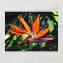 Recherche de oiseau de fleur de paradis invitations Floral