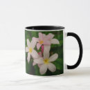 Recherche de plumeria tasses Fleurs