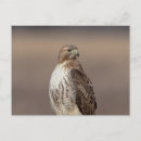 Recherche de rousse cartes postales Nature
