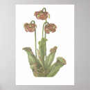 Zoek naar carnivore posters Plant