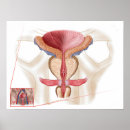 Recherche de reproducteur posters Soins de santé
