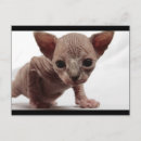 Zoek naar sphynx katten briefkaarten Schattig