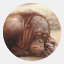 Recherche de monkey autocollants Amusant