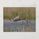Recherche de drague cartes postales Canard