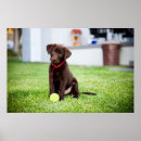 Recherche de extractie posters Chiot