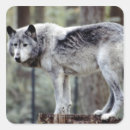 Recherche de loup photographie Canine