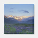 Recherche de fleurs de montagne magnets Lupin