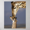 Zoek naar baby giraf posters Dier