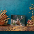 Recherche de wapiti plaques Antlers