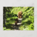 Recherche de photo de bison cartes postales Faune