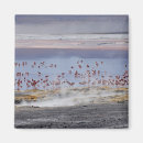 Recherche de flamants refrigérateur magnets Photographie