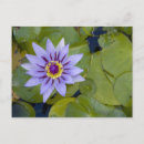 Recherche de tropiques cartes postales Botanique