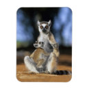 Recherche de lemur magnete Animal