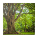 Zoek naar india tegels Landschap