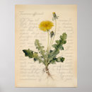 Recherche de pissenlit posters Illustration botanique