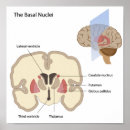 Recherche de système nerveux posters Diagramme
