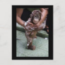Zoek naar grote aap briefkaarten Borneo
