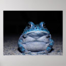 Recherche de grenouille bleue posters Animal