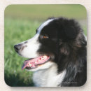 Recherche de chiot border collie de dessous de verres Se coucher