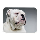 Recherche de bureau vétérinaire magnets Humour