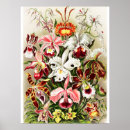 Recherche de botanicals posters Flowers