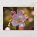 Recherche de arbres fruitiers vœux cartes Floral
