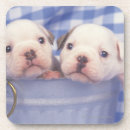 Recherche de appel dessous de verres Chien