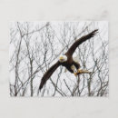 Recherche de aigle chauve cartes postales Vol