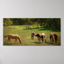 Zoek naar palomino fotografie Angelandspot