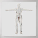 Recherche de reproducteur posters Testicule