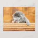 Recherche de de chaton cartes postales Photo d'animal
