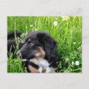 Recherche de berger australien cartes postales Chien