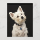 Recherche de chien westie cartes postales Blanc
