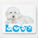 Recherche de caniche tapis souris Chiot