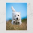 Recherche de chiots mignons cartes postales Animal de compagnie