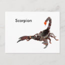 Recherche de arachnides cartes postales Scorpion
